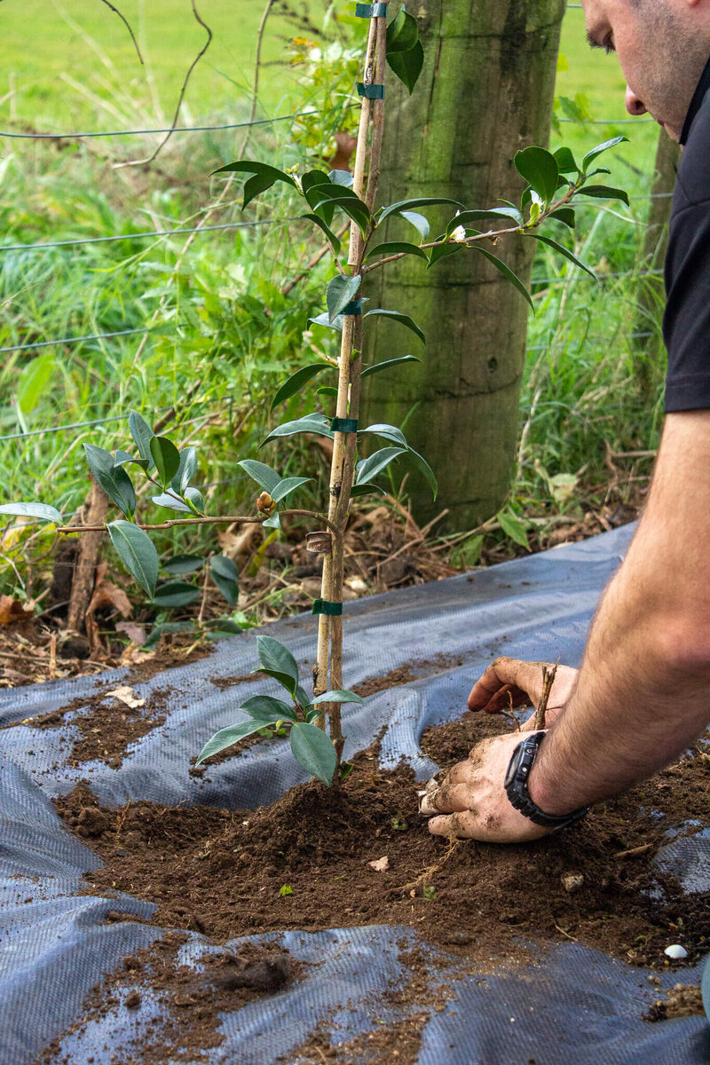 Why Is Soil So Important For Trees? Marc Doyle Treework