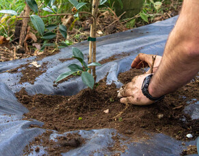 Why Is Soil So Important For Trees?