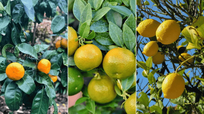 Mandarin, grapefruit and lemon trees.