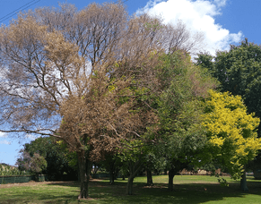 Dutch Elm Disease In The Waikato - How You Can Help!
