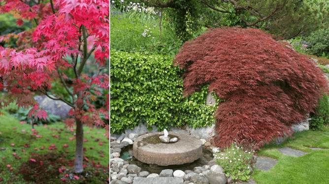 Photos of japanese maple trees