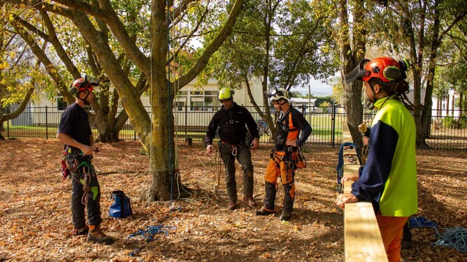 Arborist standing outside near trees during autumn.