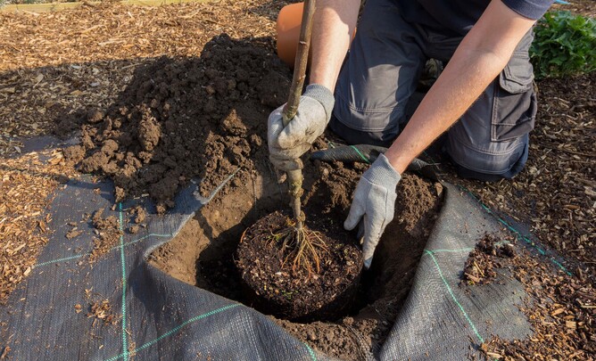Planting a tree in the soil.