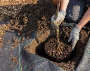 Benefits of Planting Trees in Autumn