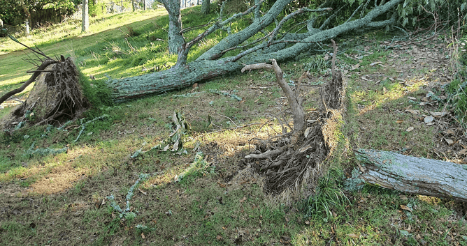 2 fallen trees 