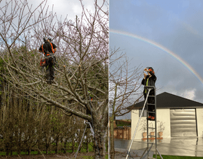 Fruit Tree Pruning Waikato NZ ( + Free Pruning Calendar)