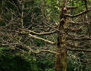 Signs Of A Dying Tree