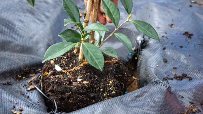 Adding slow-releasing fertiliser around the base of the tree.