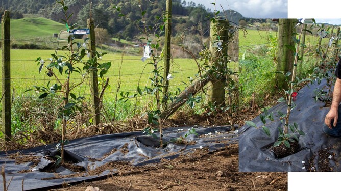 Camellia trees planted along a fence to create a hedge.