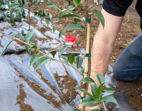 How Waterlogged Soil Affects Young Plants