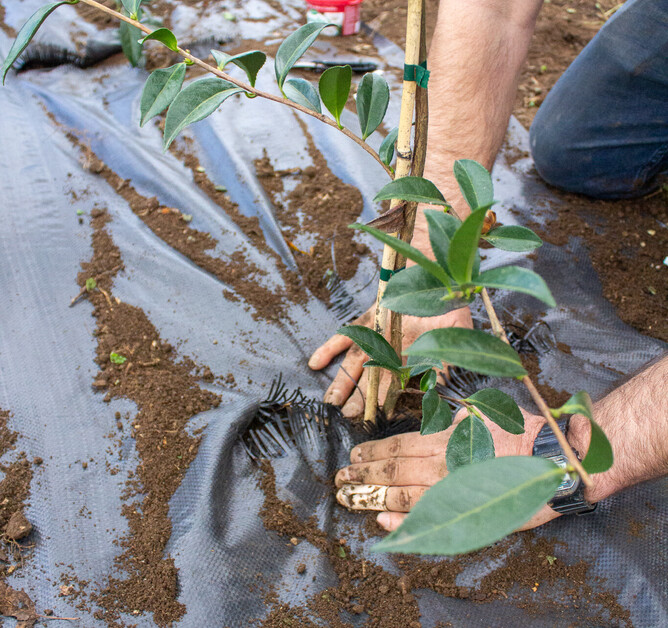 How Waterlogged Soil Affects Young Plants Marc Doyle Treework