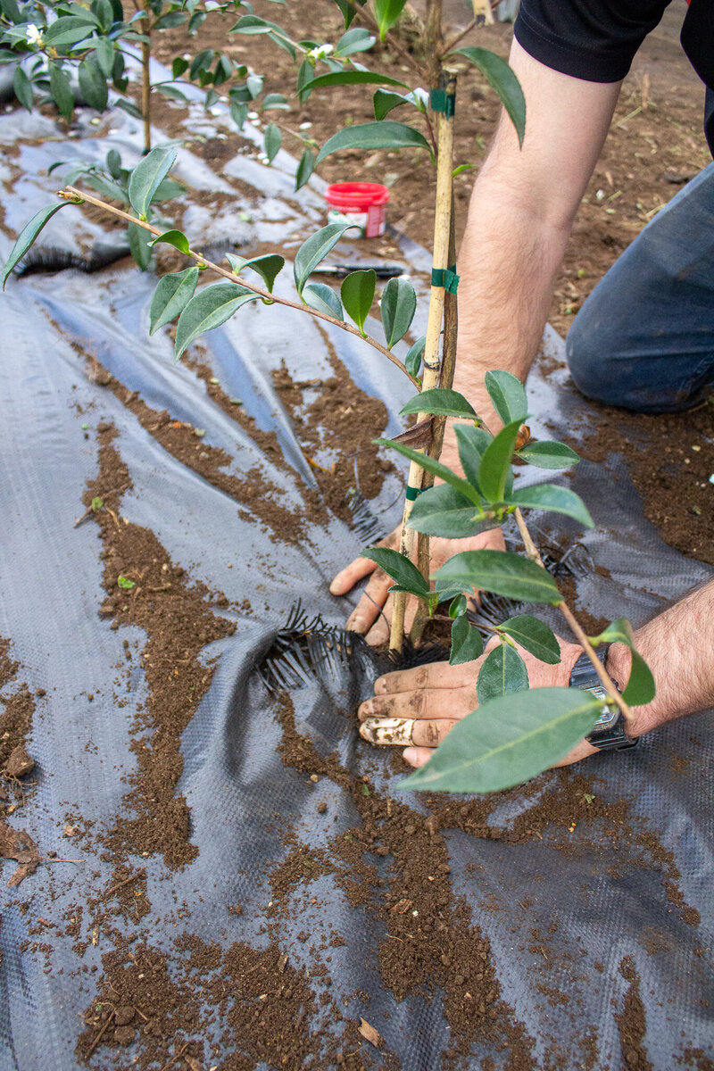 How Waterlogged Soil Affects Young Plants Marc Doyle Treework