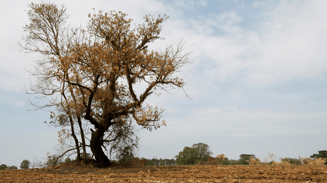 dry landscape