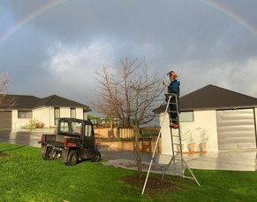 Why Winter Tree Pruning Is Important