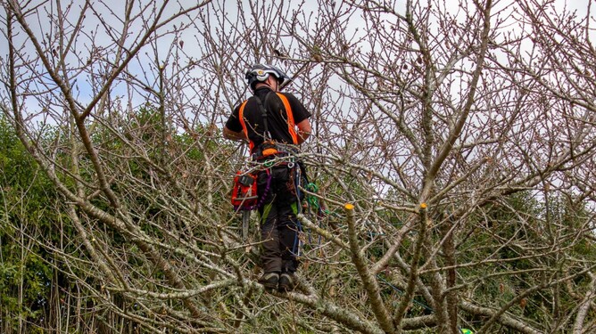 Arborist pruning a tree during winter.