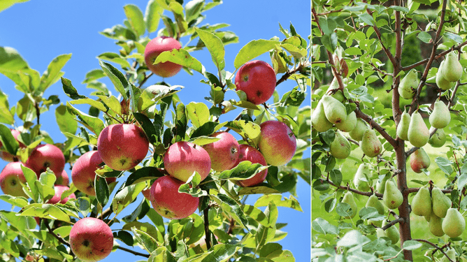Photos of apple and pear trees.