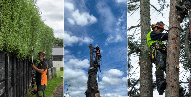 3 photos of Jerry: one trimming a hedge, the two others of him climbing trees.