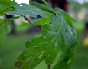 Benefits Of Trees In The Workplace