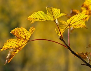 The Secret Science Behind Spring&#039;s Tree Revival