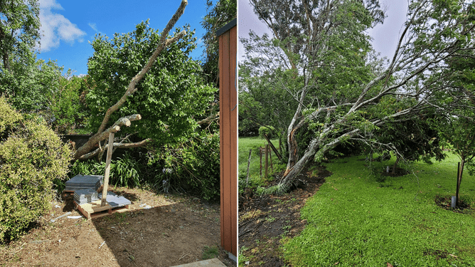 2 photos of storm-damaged trees