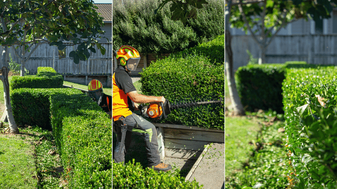 Photos of arborist trimming a buxus hedge.