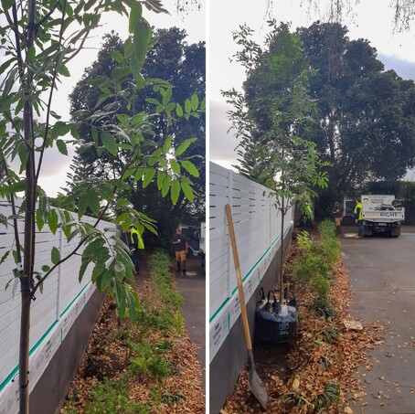 Planting trees along a fence line.