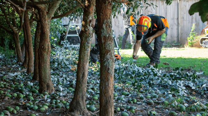 Arborist picking up feijoa fruit on the ground.