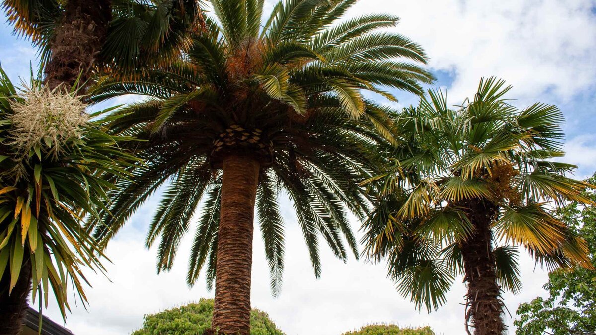 10 Surprising Facts About Palm Trees