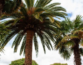 Everything You Need To Know About Palm Trees In New Zealand
