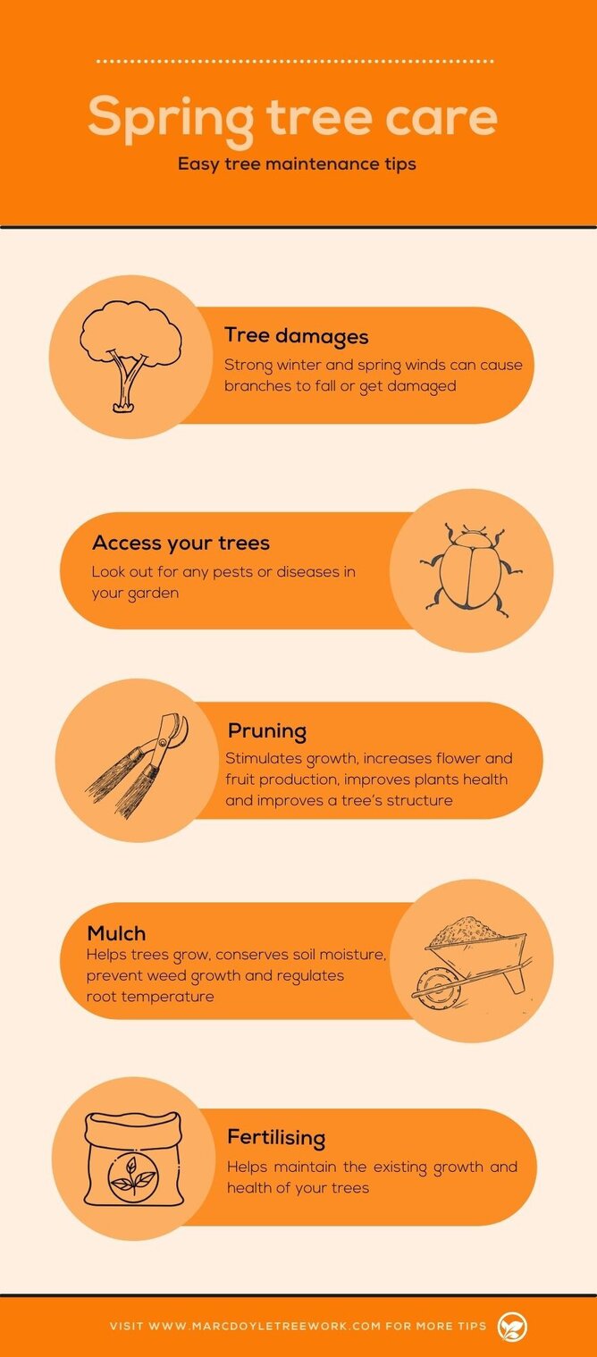 5 Spring Tree Care Tips Marc Doyle Treework