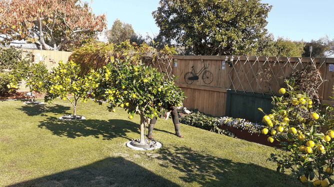 Photo of multiple citrus trees.