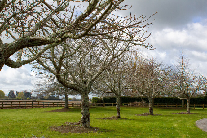 Pruned cherry trees.