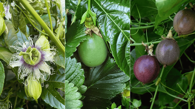 Passionfruit plant