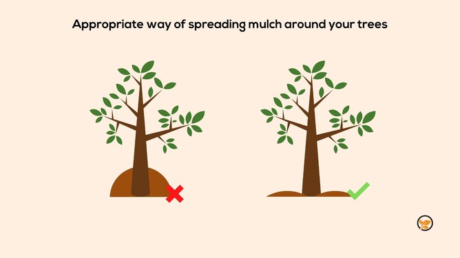 Image of the appropriate way of spreading mulch around your trees.