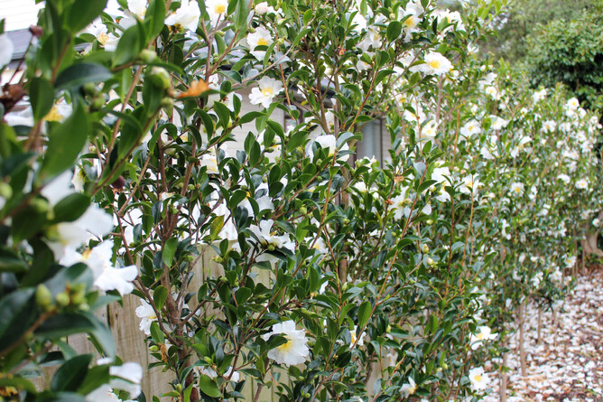 hedge of camellia trees.