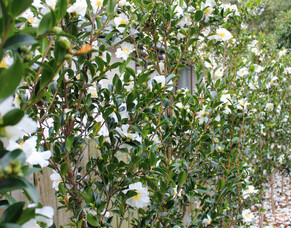 5 Winter Tree Care Tips