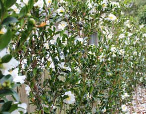 5 Winter Tree Care Tips