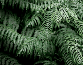 Caring For Your Small Section - 8 Tips