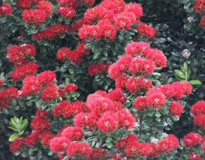 Pohutukawa: The Christmas Tree of New Zealand
