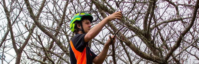 Arborist pruning a tree.