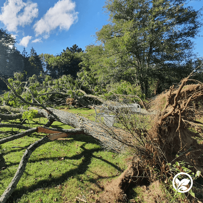 Uprooted and fallen tree.