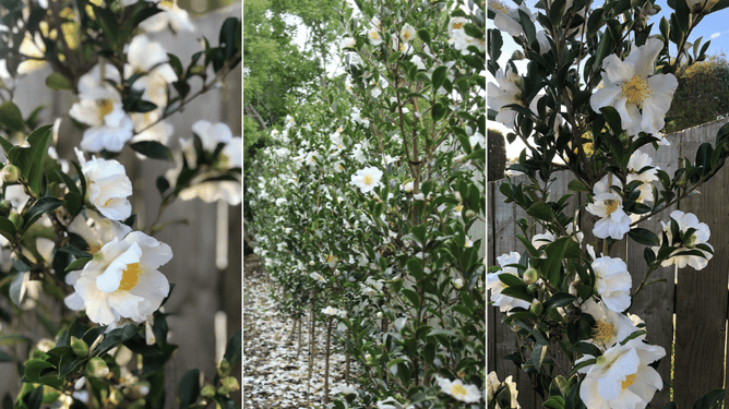 Image of camellia trees