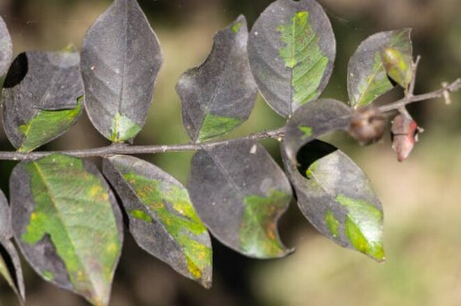 common-garden-diseases-in-new-zealand-marc-doyle-treework