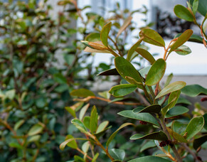 How To Care For Young Trees