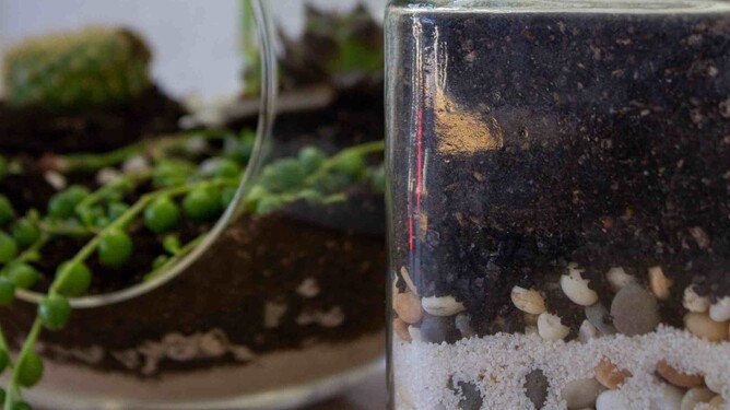 Photo of the terrariums.