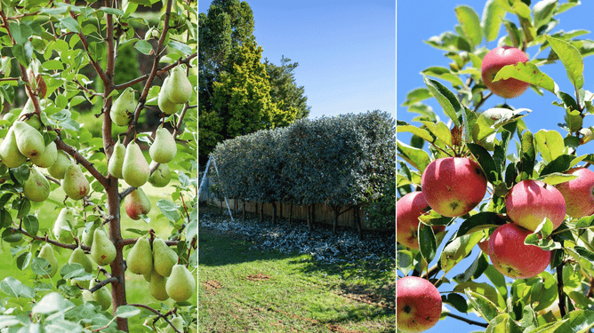 Pear, feijoa and apple trees.