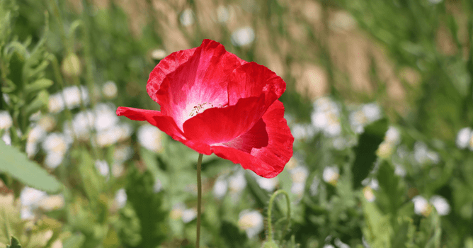 Growing Poppies, Honoring Heroes | Marc Doyle Treework