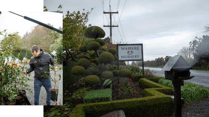 Chris picking up trees at Wairere Nursery.