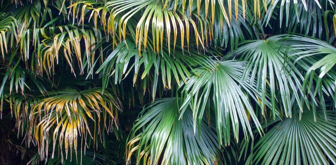 Everything You Need To Know About Palm Trees In New Zealand