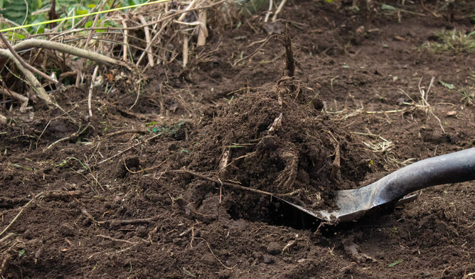 Person digging a hole in the soil.